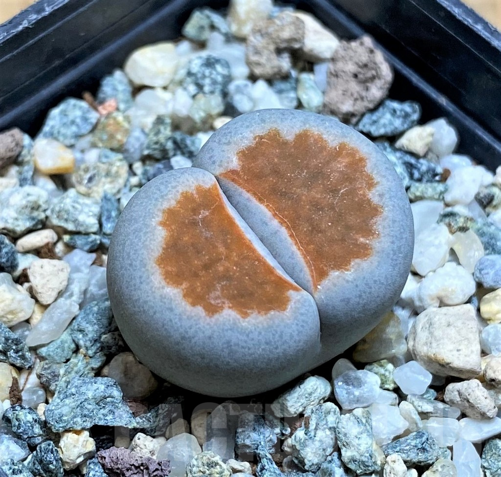 SH17249 Lithops karasmontana 'Top Red'