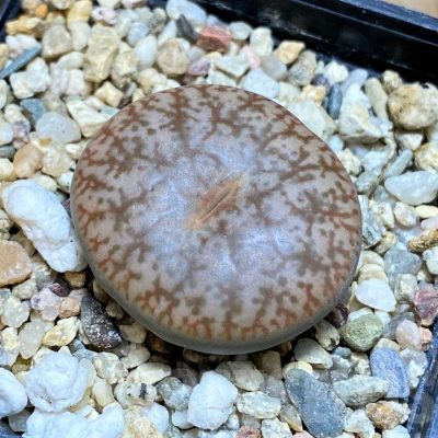 SH17250 Lithops pseudotruncatella