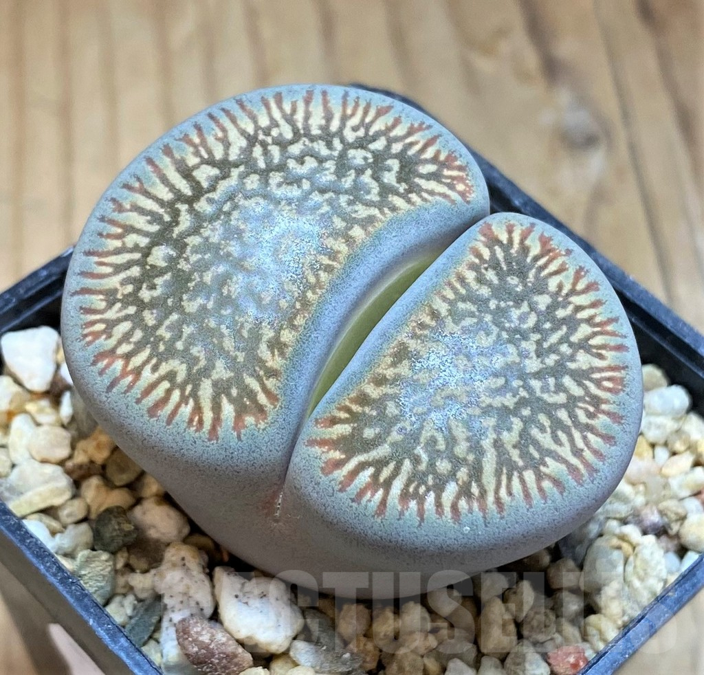 SH17252 Lithops aucampiae, old 6 years