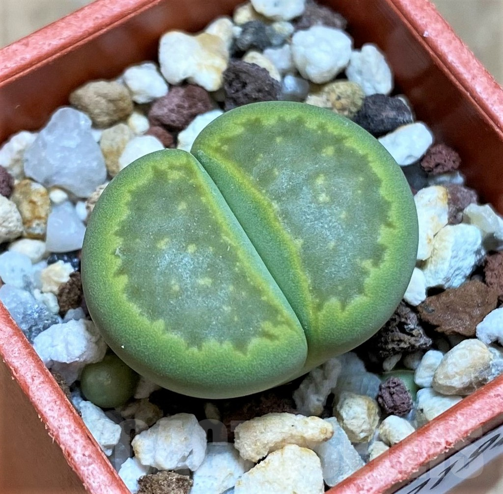 SH17194 Lithops hallii 'Green Soapstone'