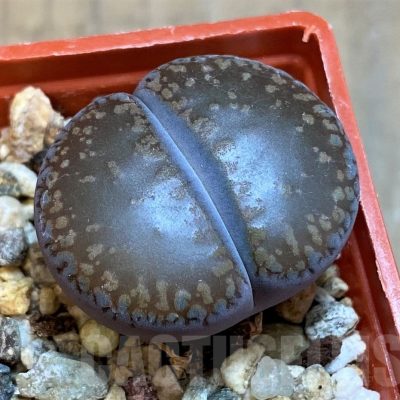 SH17195 Lithops aucampiae 'Kuruman'