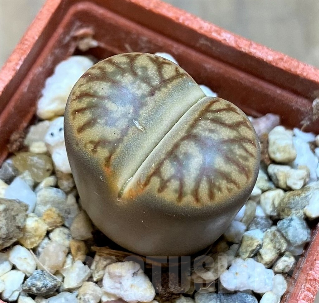 SH17208 Lithops bromfieldii 'Coral'