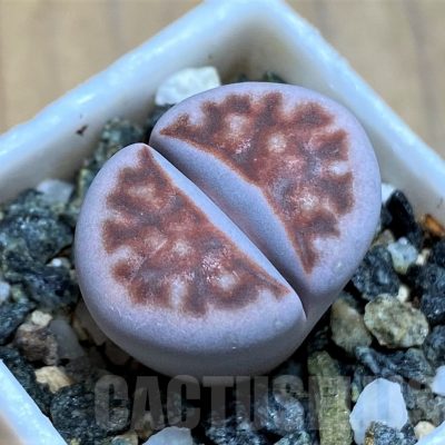 SH17218 Lithops karasmontana -W. Grünau-