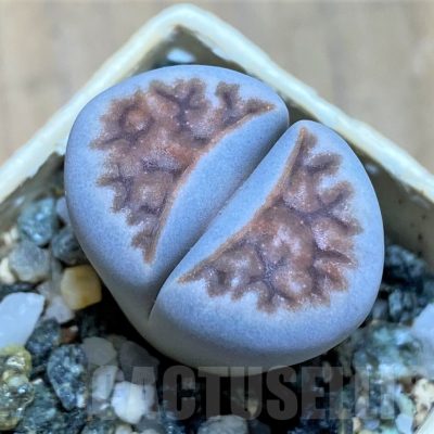 SH17219 Lithops karasmontana -W. Grünau-
