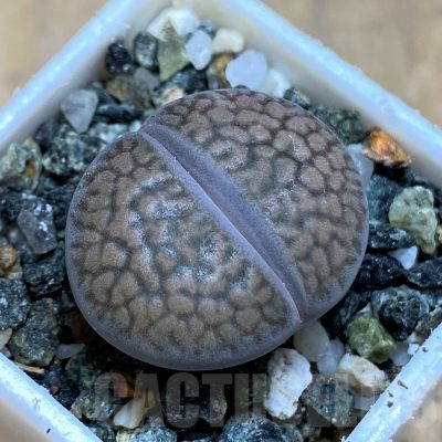 SH17220 Lithops hookeri C053