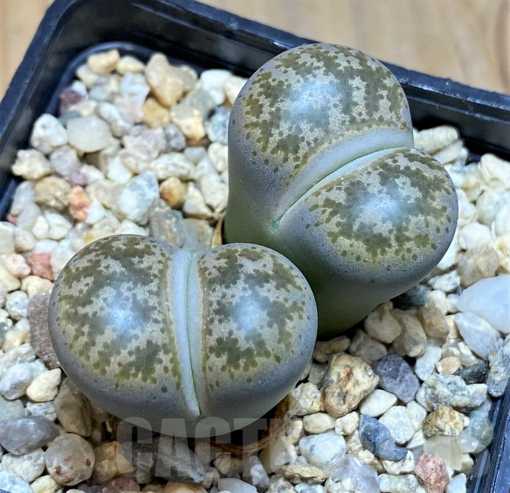 SH17225 Lithops coleorum