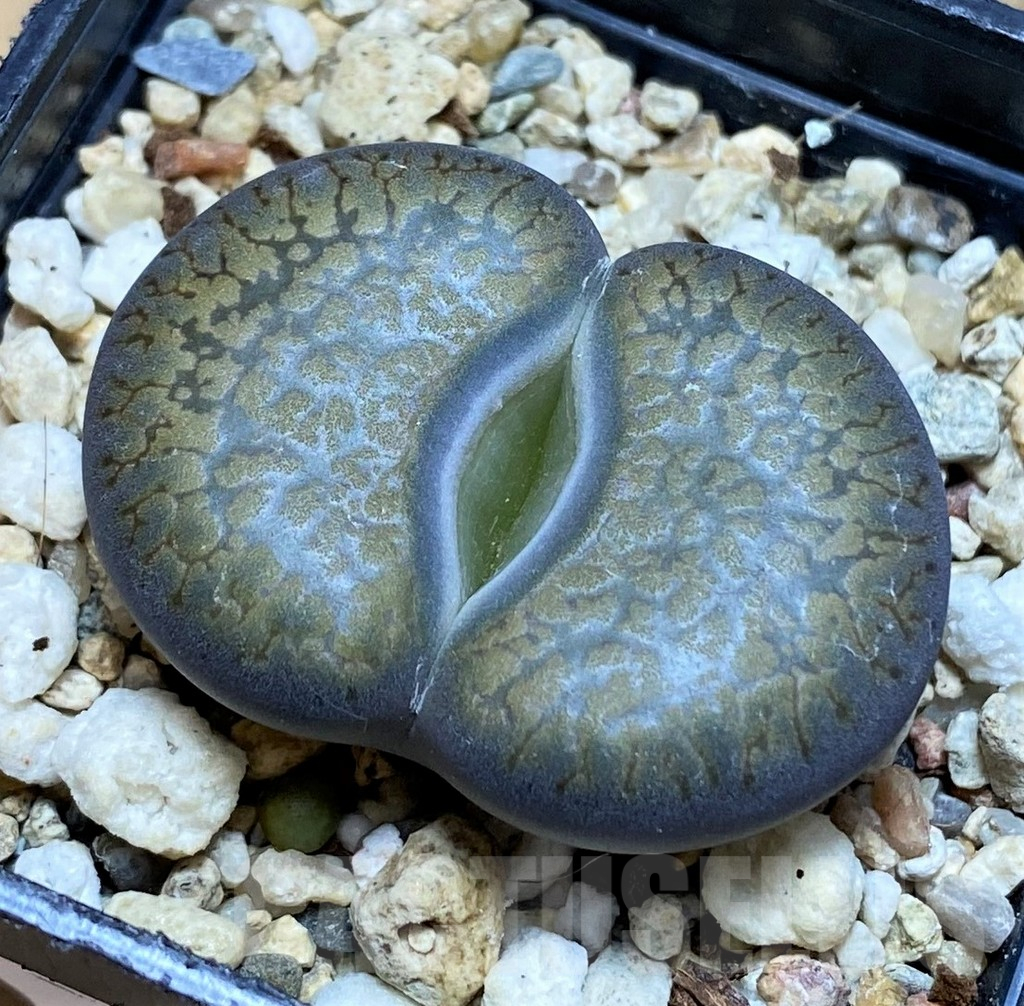SH17228 Lithops aucampiae