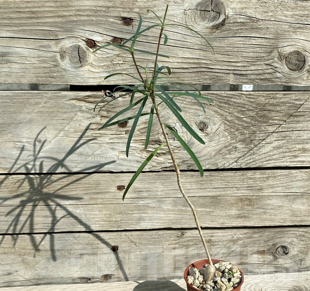 SH17379 Euphorbia hedyotoides - Image 2