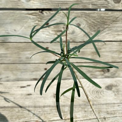 SH17379 Euphorbia hedyotoides