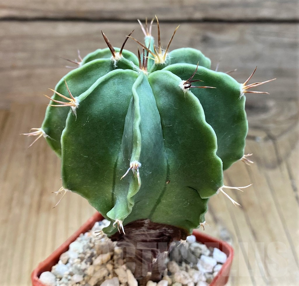 SH17337 Astrophytum ornatum f. nudum - Image 2