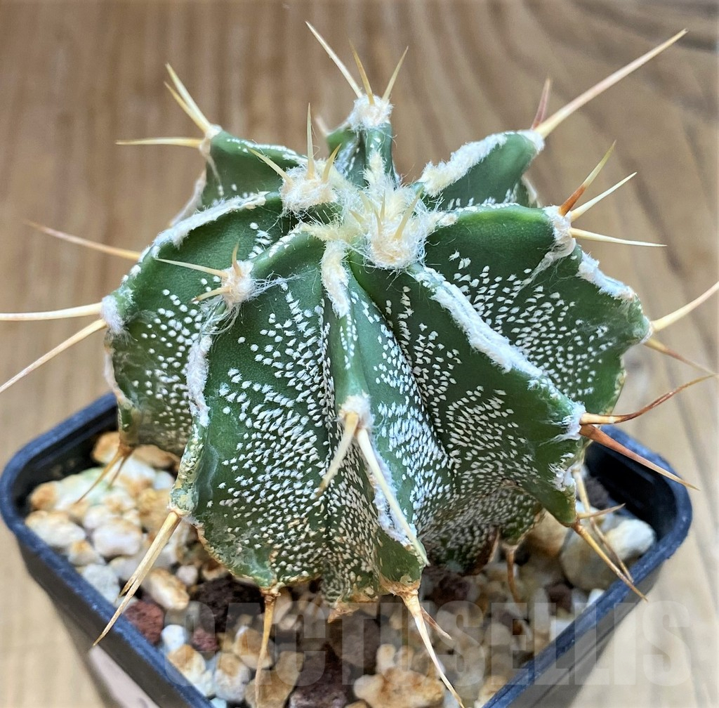 SH17341 Astrophytum ornatum hybrid