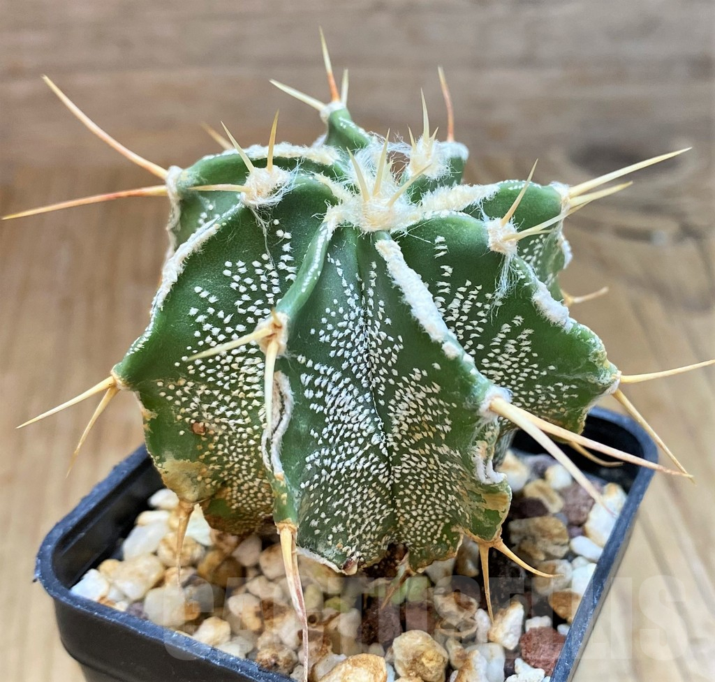 SH17341 Astrophytum ornatum hybrid - Image 2