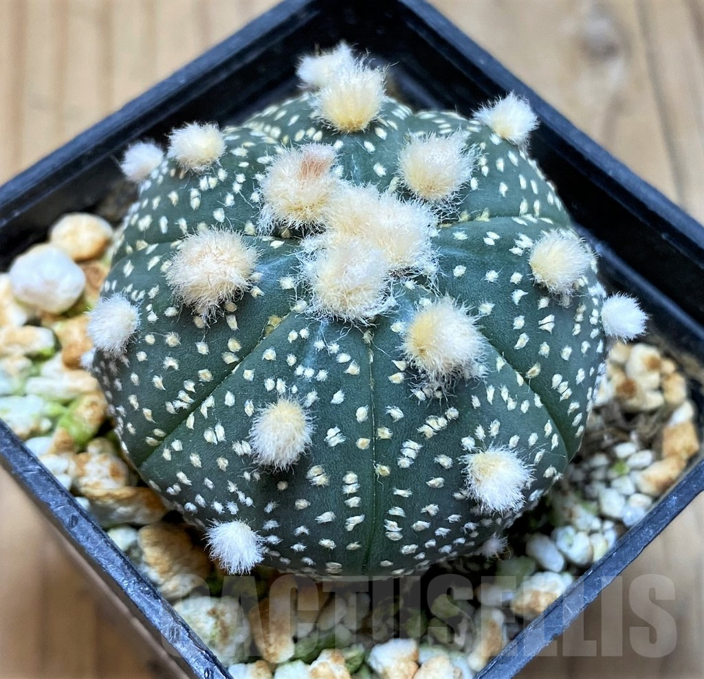 SH17342 Astrophytum asterias 'Ooibo' hybrid