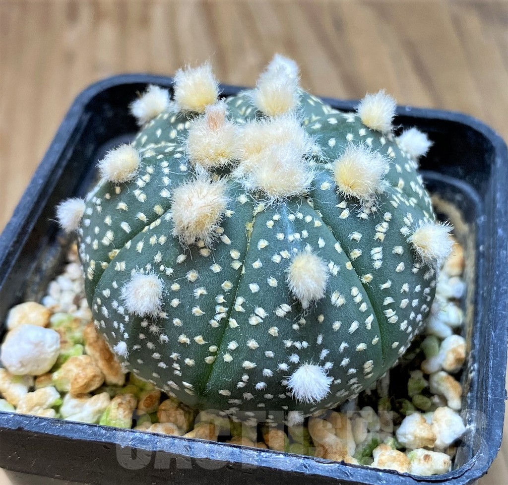 SH17342 Astrophytum asterias 'Ooibo' hybrid - Image 2