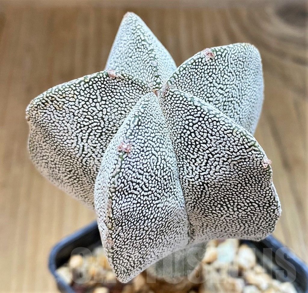 SH17343 Astrophytum myriostigma ‘Onzuka’