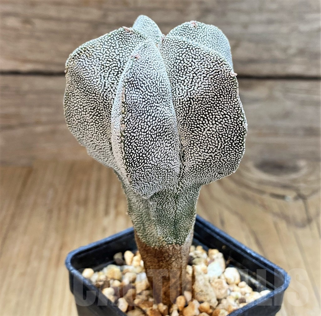 SH17343 Astrophytum myriostigma ‘Onzuka’ - Image 2