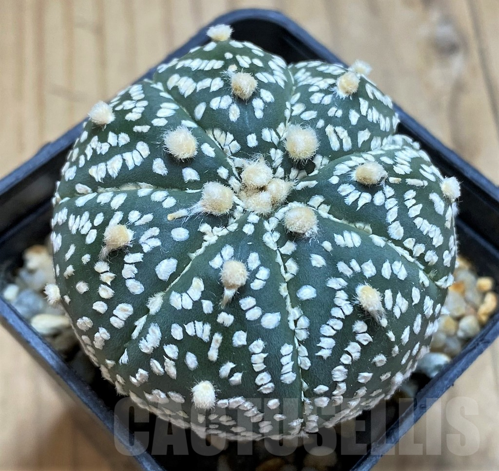SH17330 Astrophytum asterias ‘Super Kabuto’ hybrid