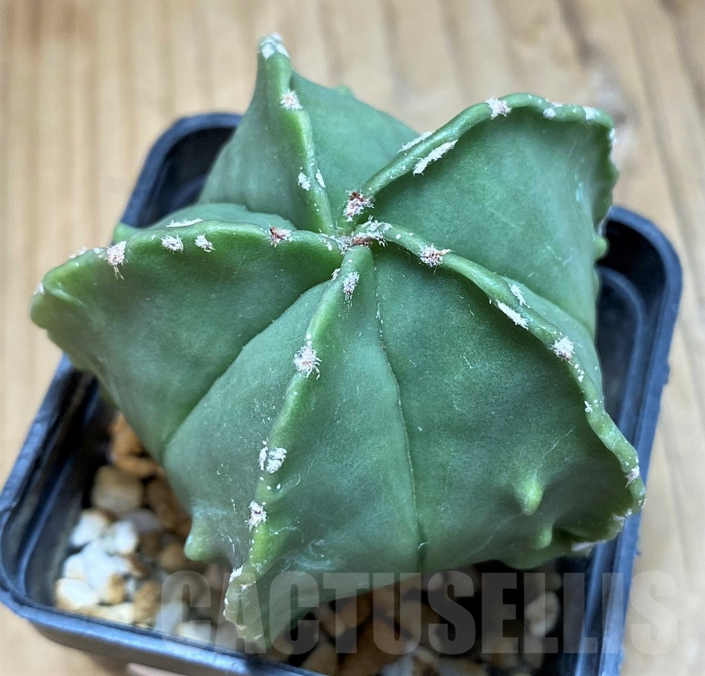 SH17347 Astrophytum myriostigma f. nudum