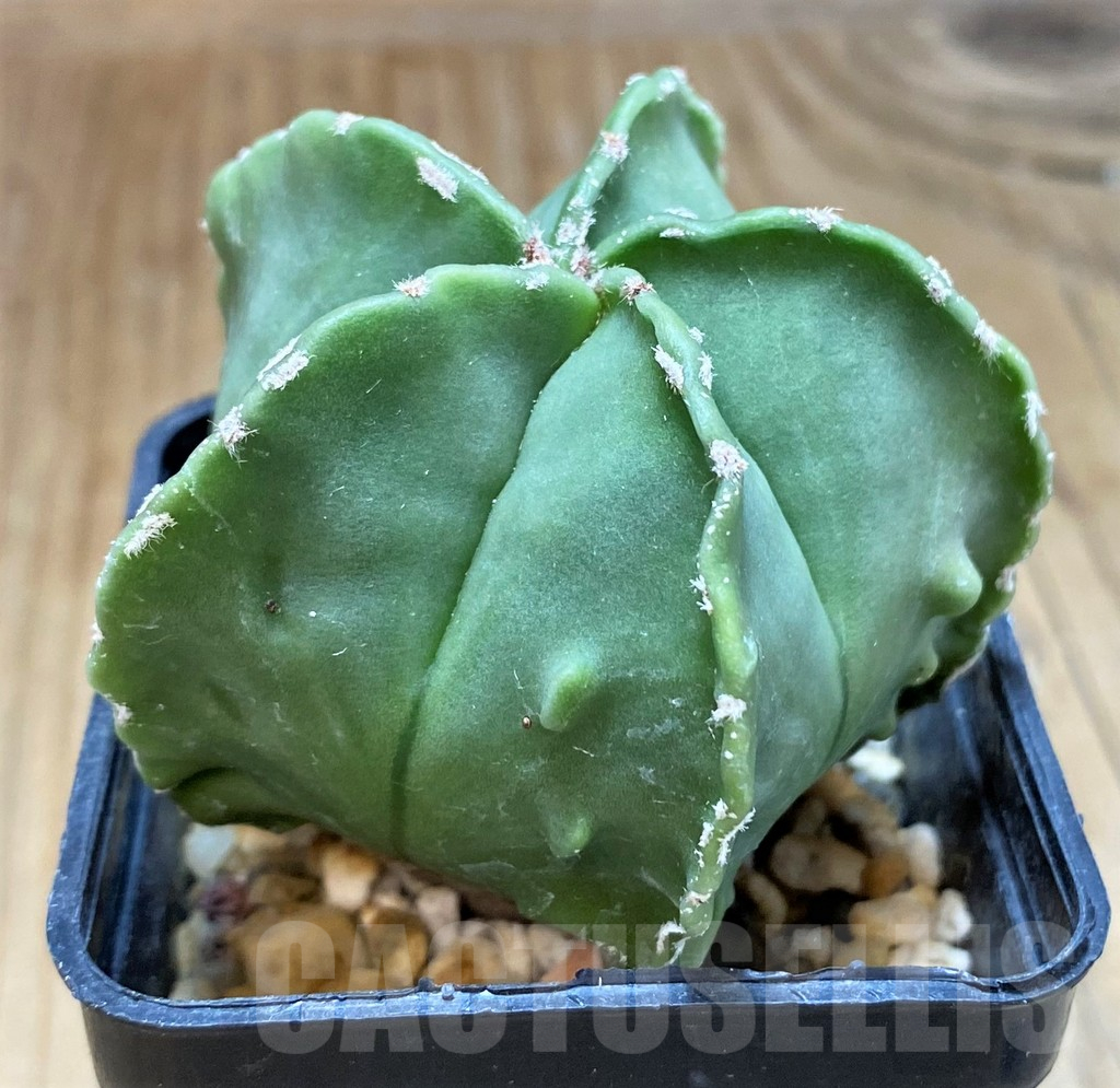 SH17347 Astrophytum myriostigma f. nudum - Image 2