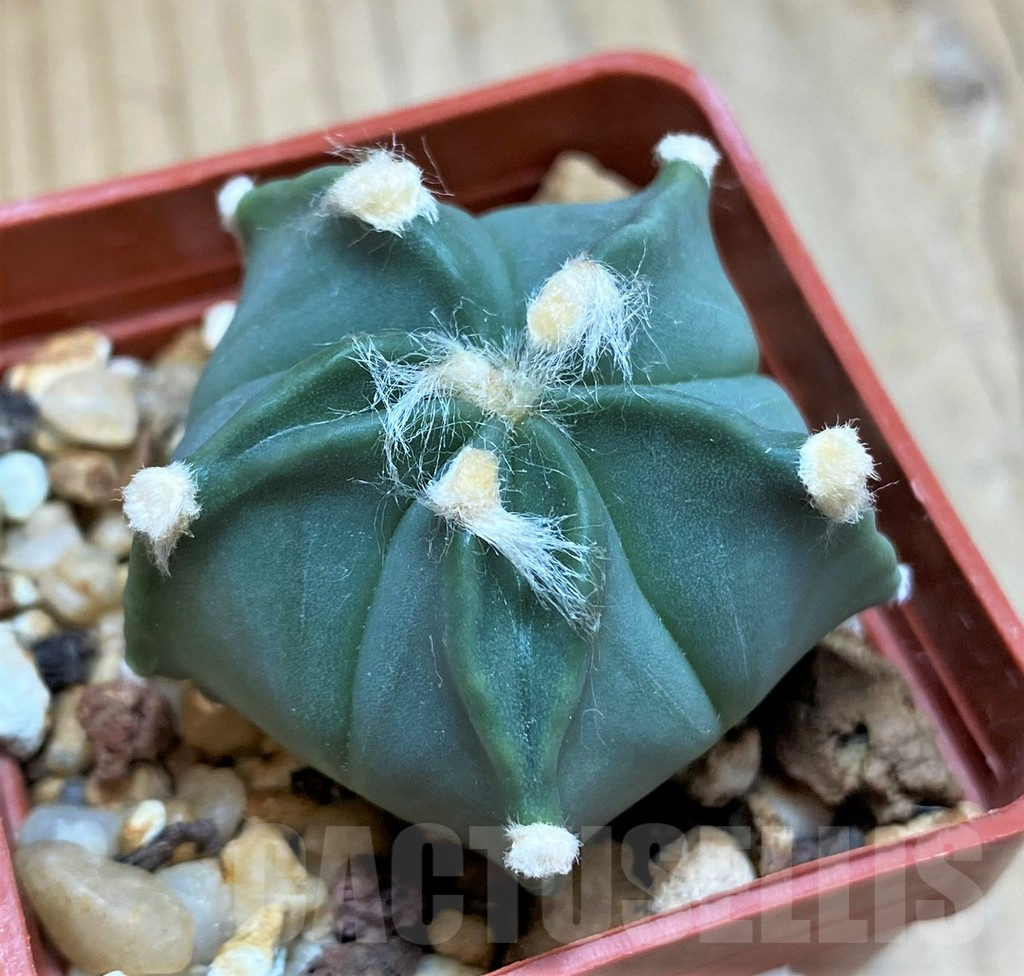 SH17350 Astrophytum senile x asterias