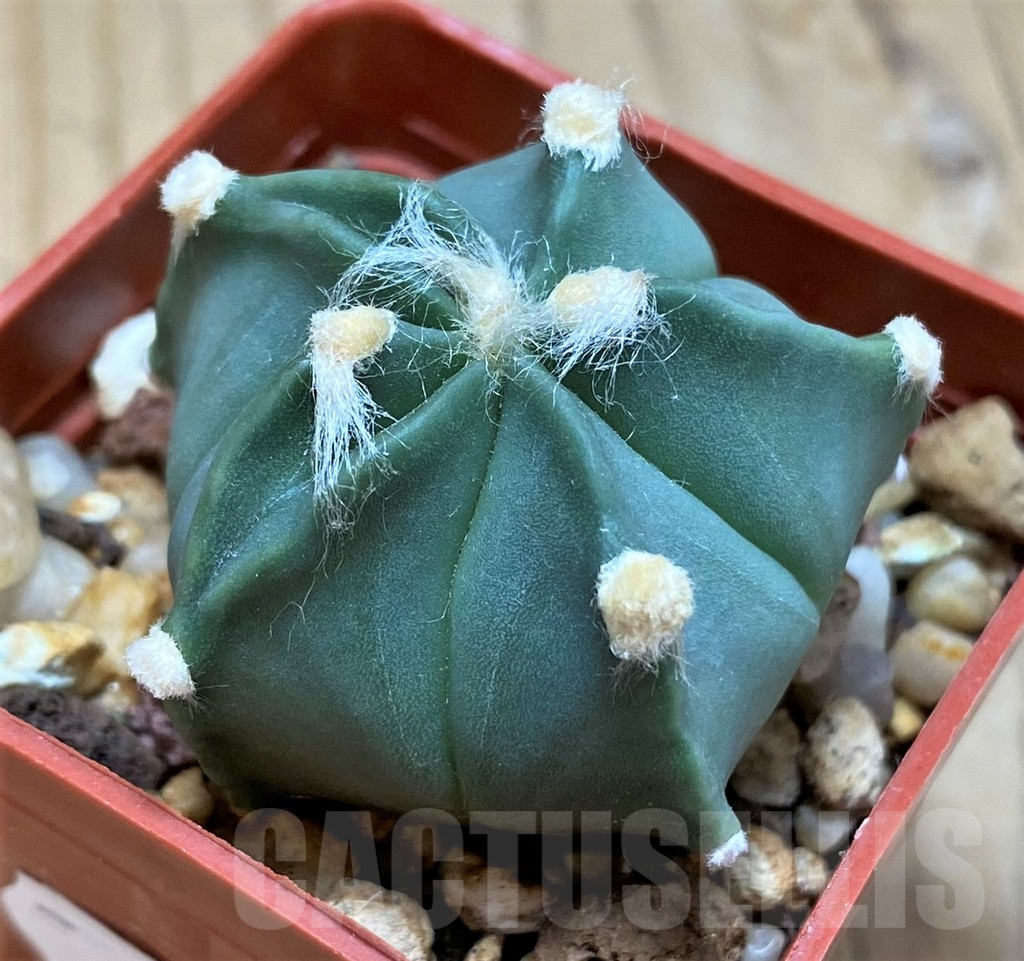SH17350 Astrophytum senile x asterias - Image 2