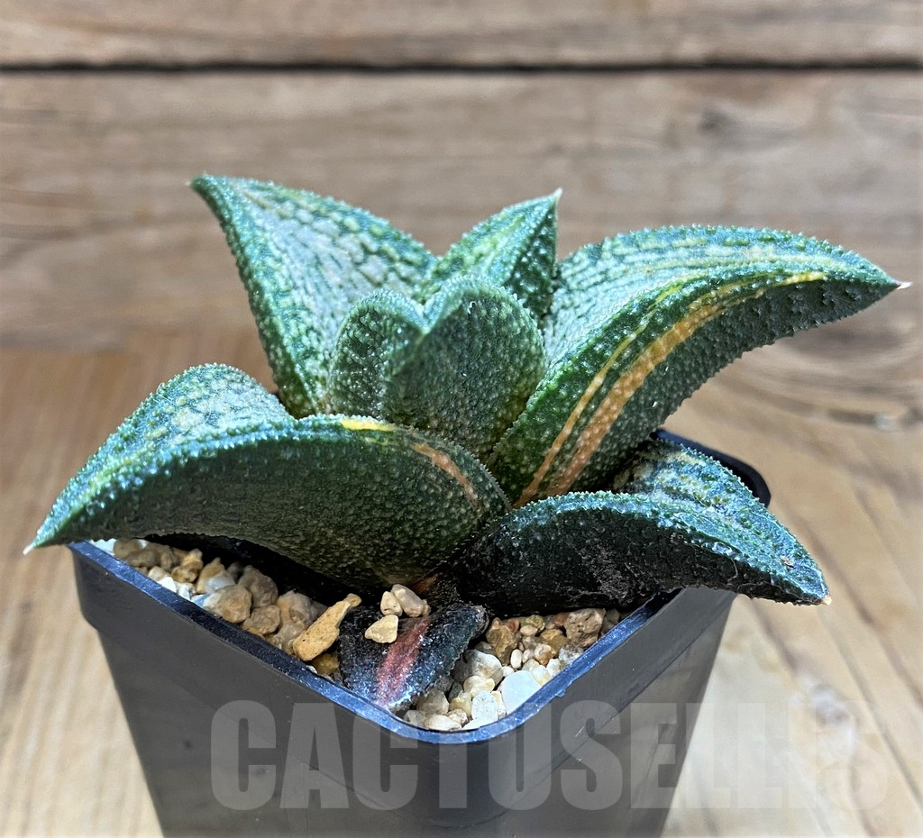 SH7690 Haworthia 'Kintaikyo' f. variegata
