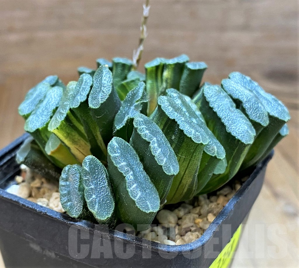 SH3358 Haworthia truncata f. variegata