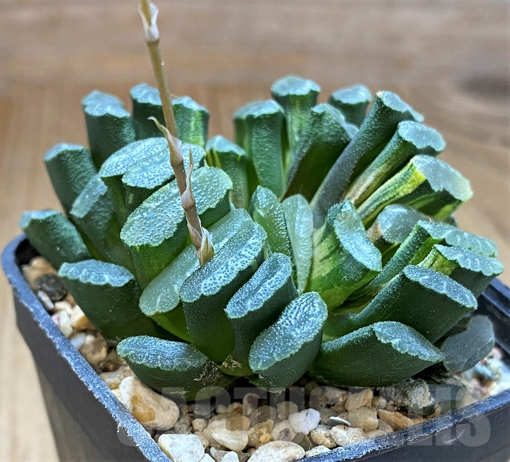 SH3358 Haworthia truncata f. variegata - Image 2