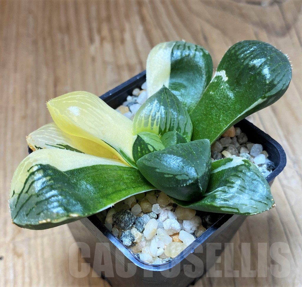 SH14420 Haworthia obtusa f. variegata - Image 2