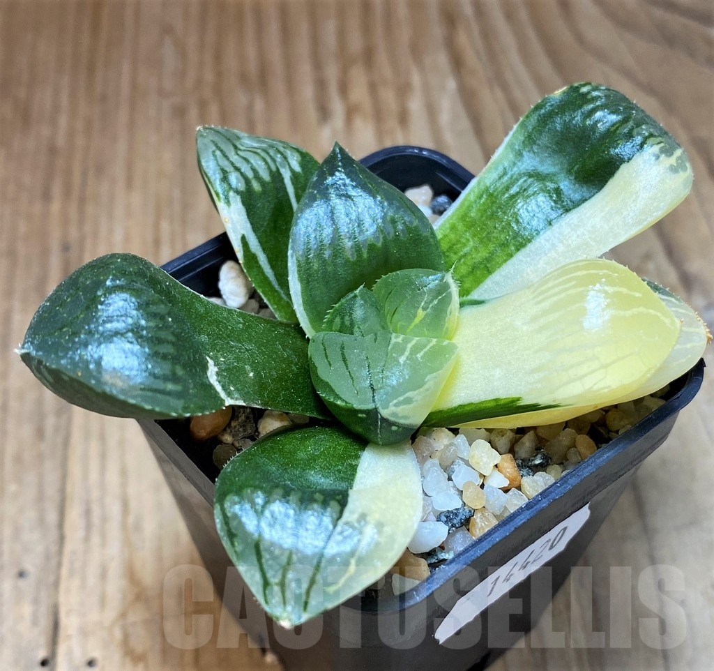 SH14420 Haworthia obtusa f. variegata