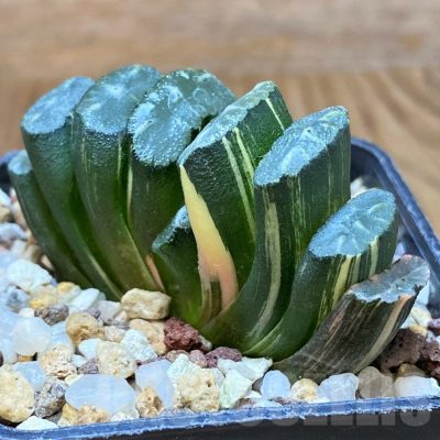 SH14745 Haworthia truncata f. variegata -Japan-