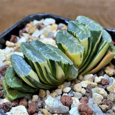 SH14751 Haworthia truncata f. variegata -Japan-