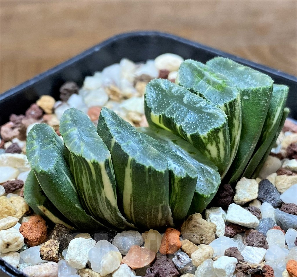 SH14752 Haworthia truncata f. variegata -Japan- - Image 2