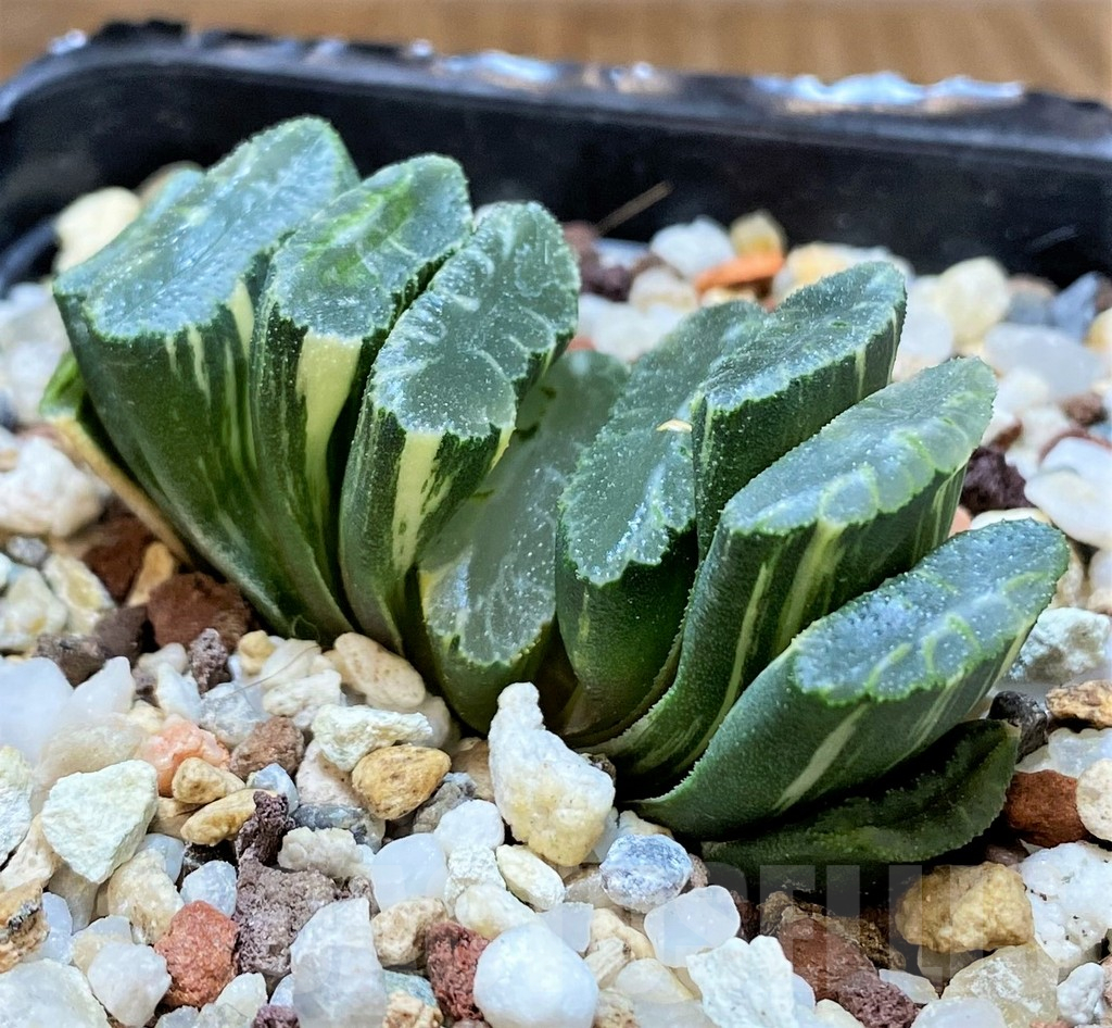 SH14752 Haworthia truncata f. variegata -Japan-