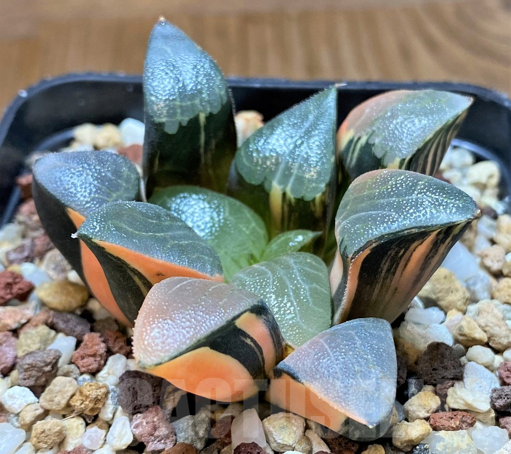 SH14740 Haworthia bayeri f. variegata - Image 2