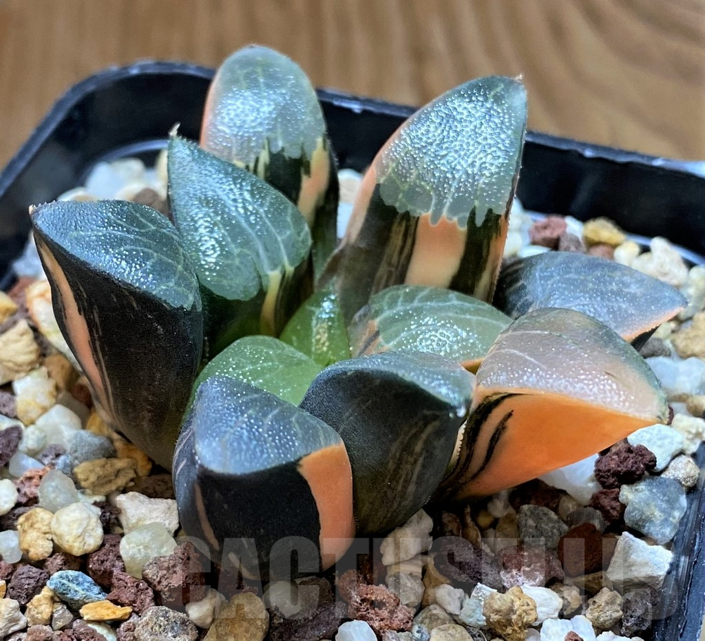 SH14740 Haworthia bayeri f. variegata - Image 3