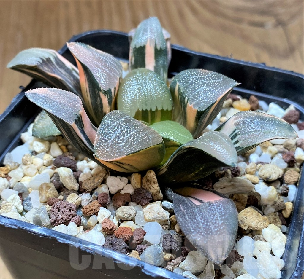 SH14738 Haworthia bayeri f. variegata - Image 2