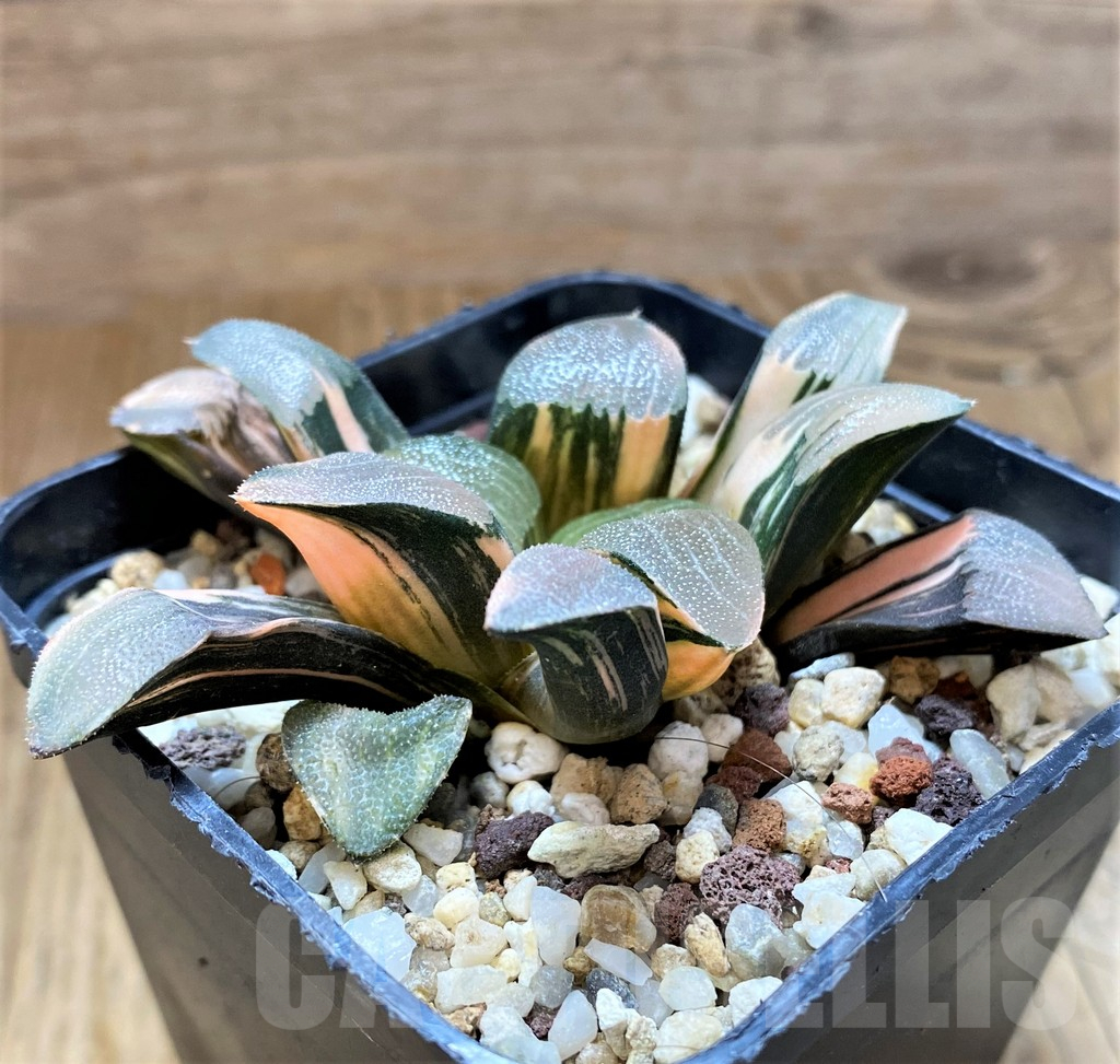SH14738 Haworthia bayeri f. variegata - Image 3