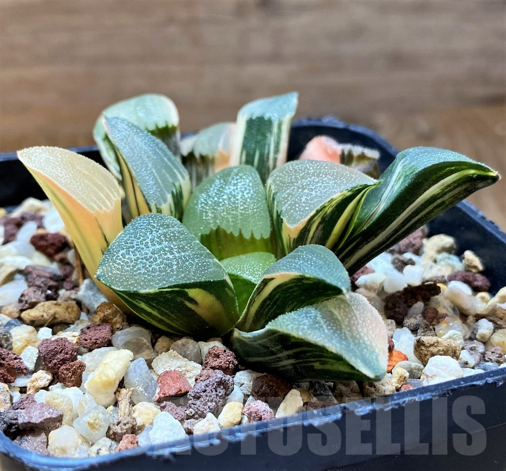 SH14735 Haworthia bayeri f. variegata - Image 3