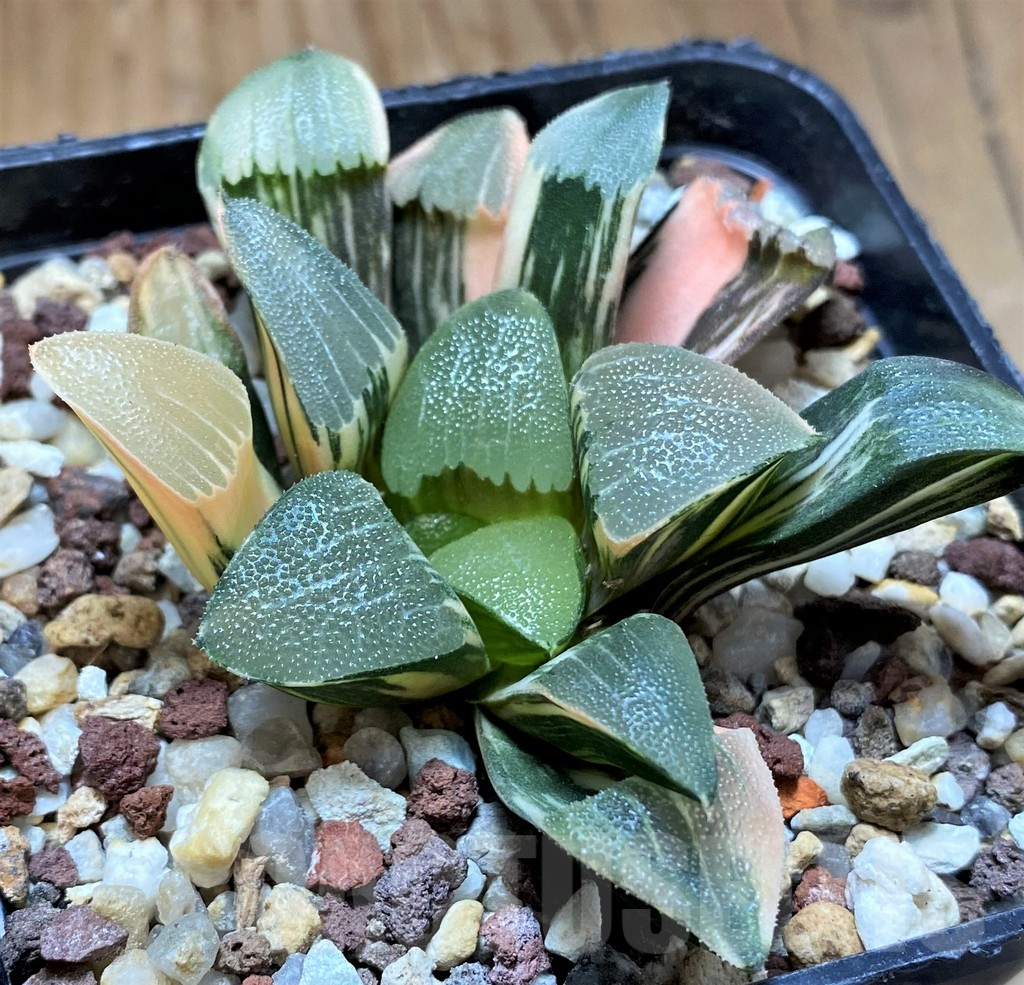SH14735 Haworthia bayeri f. variegata - Image 2