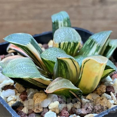 SH14735 Haworthia bayeri f. variegata