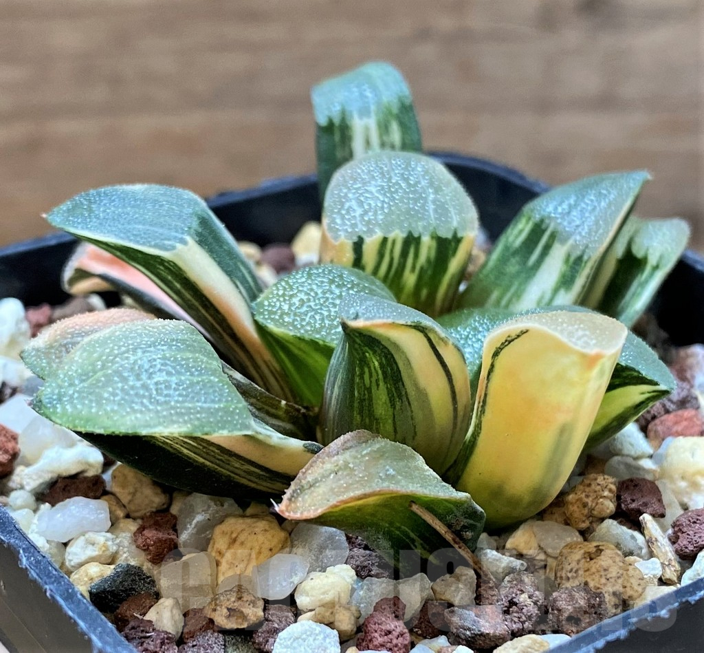 SH14735 Haworthia bayeri f. variegata