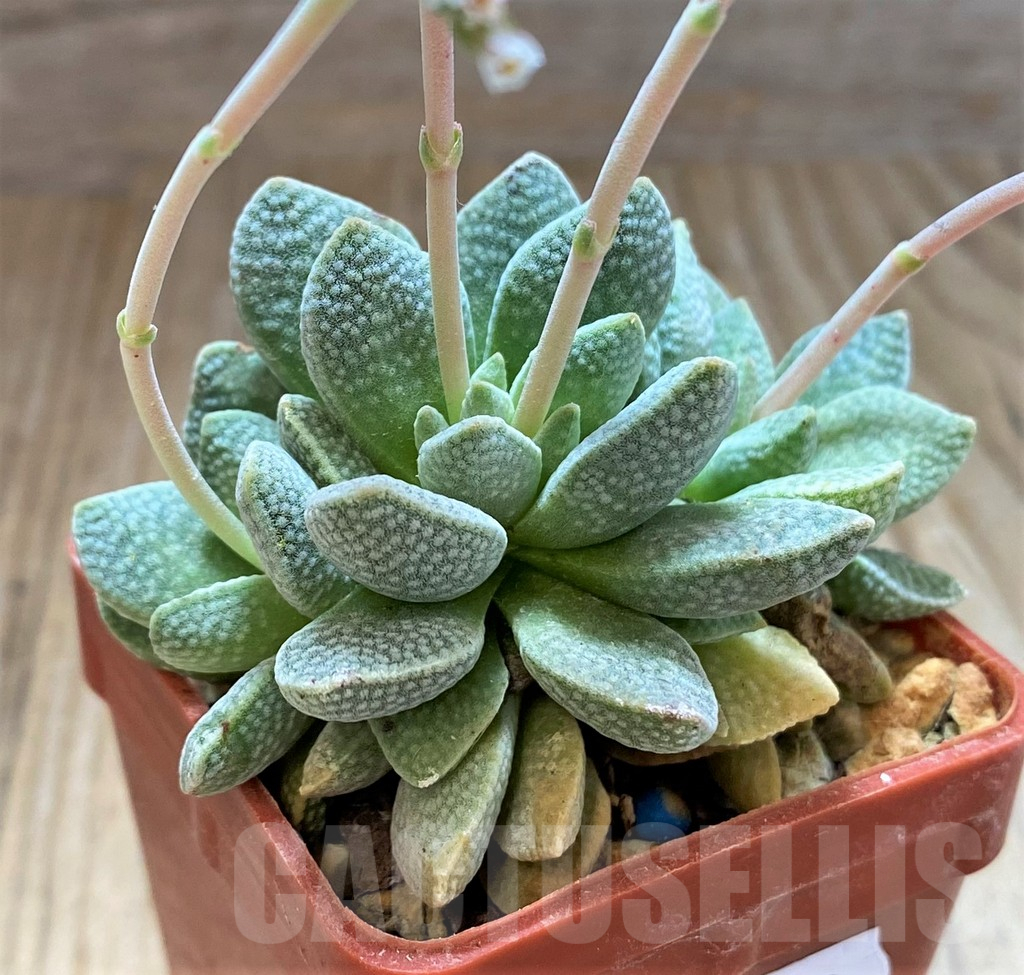 SH17472 Crassula ausensis hybrid