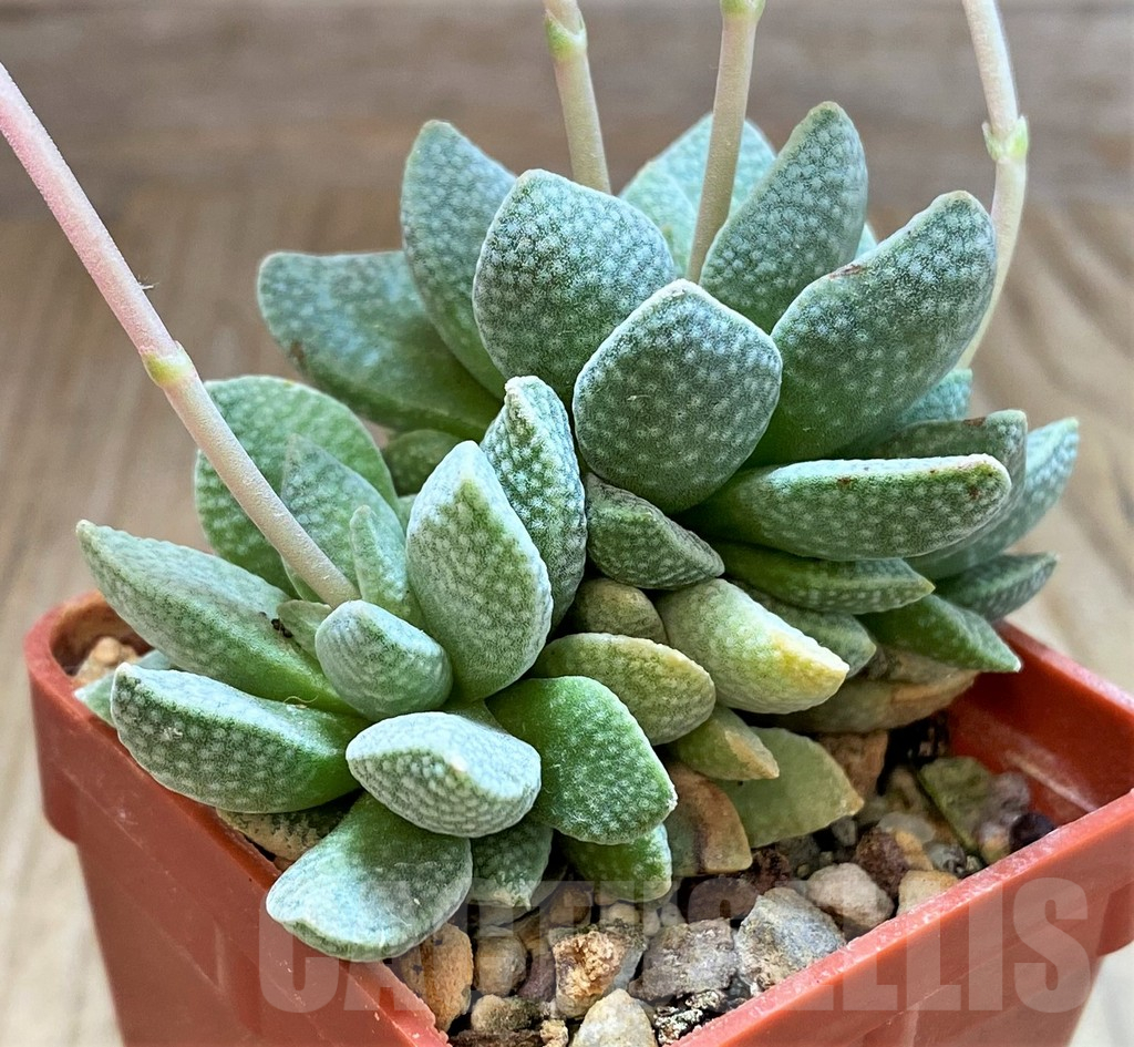 SH17472 Crassula ausensis hybrid - Image 2