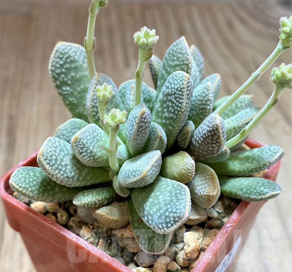 SH17473 Crassula ausensis hybrid - Image 2