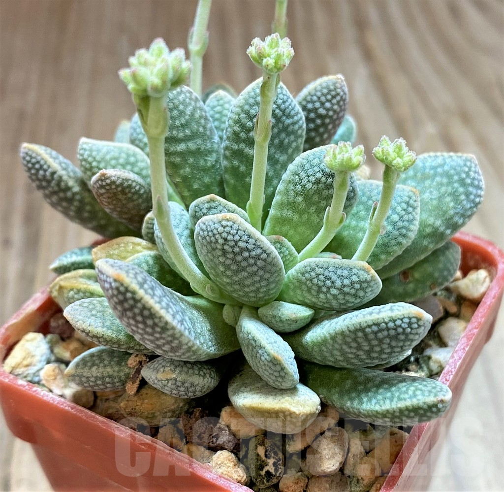 SH17473 Crassula ausensis hybrid