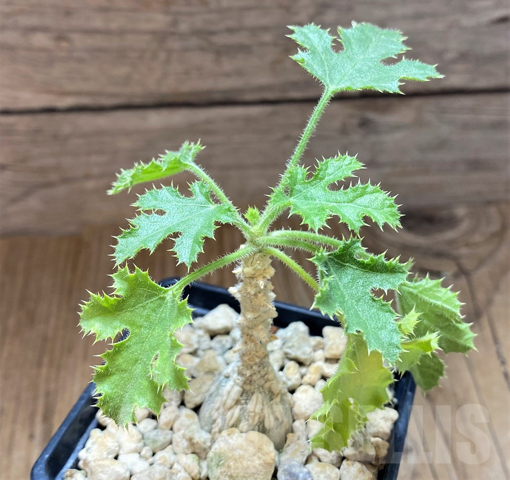 SH7656 Dendrosicyos socotrana