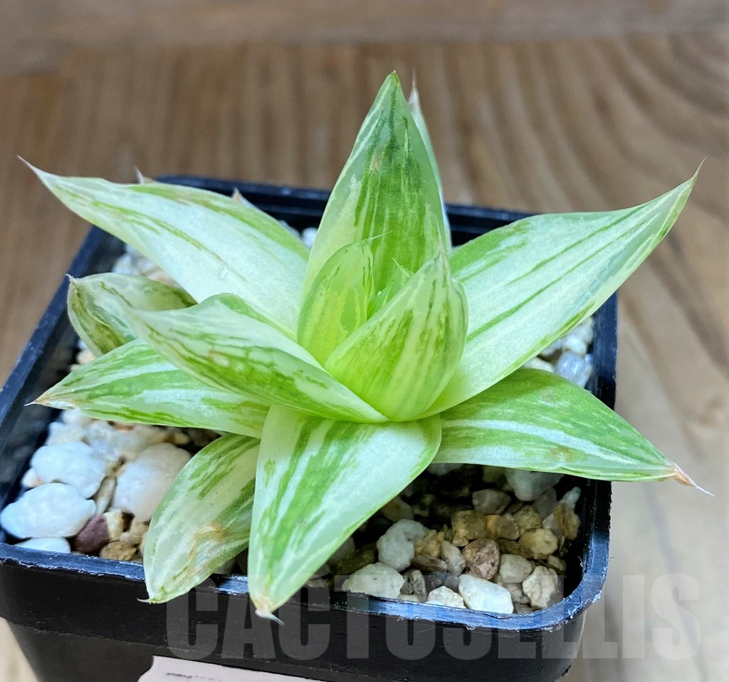 SH17487 Haworthia cymbiformis f. variegata - Image 2