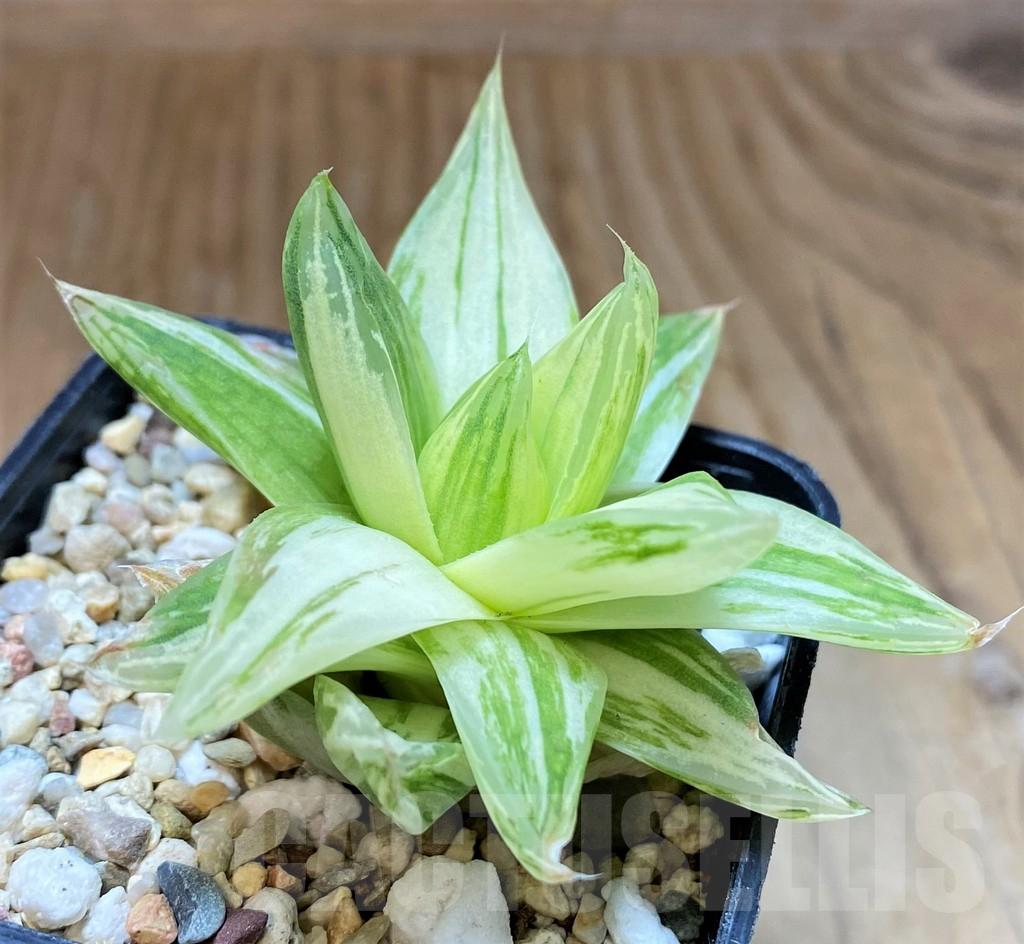 SH17487 Haworthia cymbiformis f. variegata