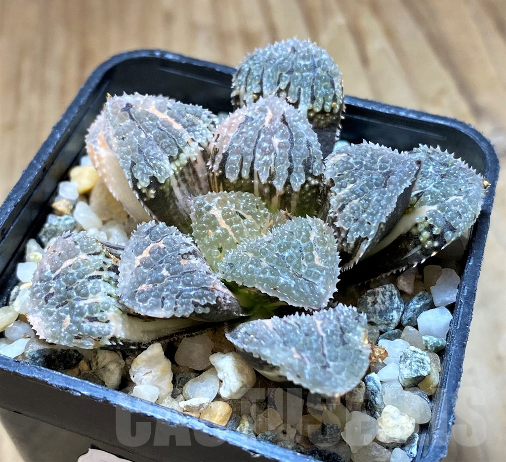 SH13176 Haworthia 'Mordor' f. variegata